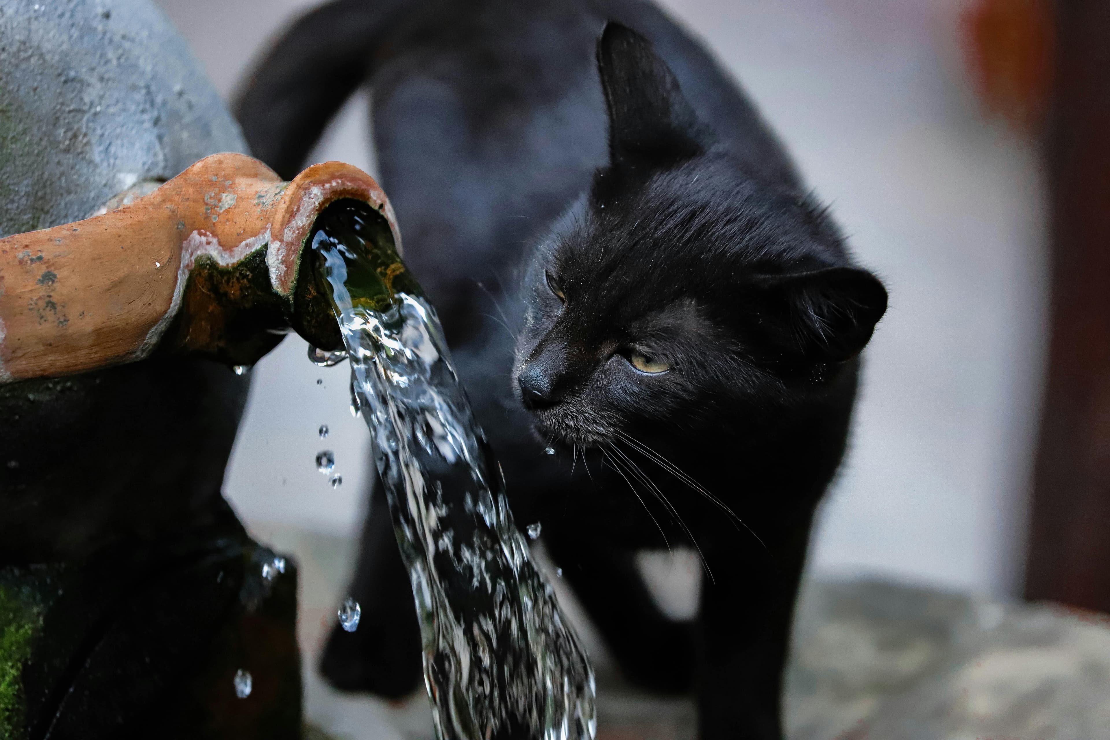L'hydratation de ton chat : fontaine ou gamelle ?