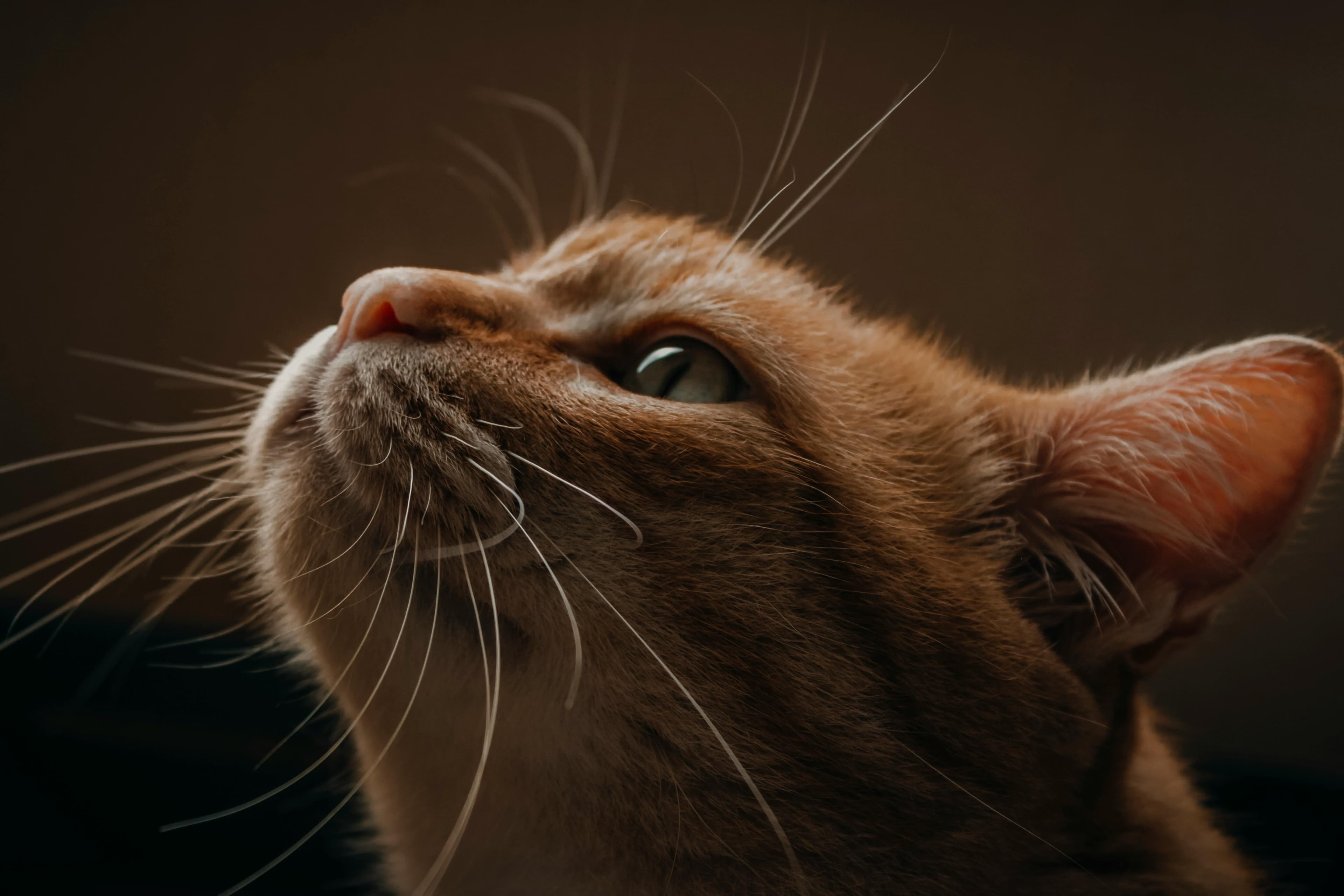 Les moustaches de ton chat : de véritables antennes