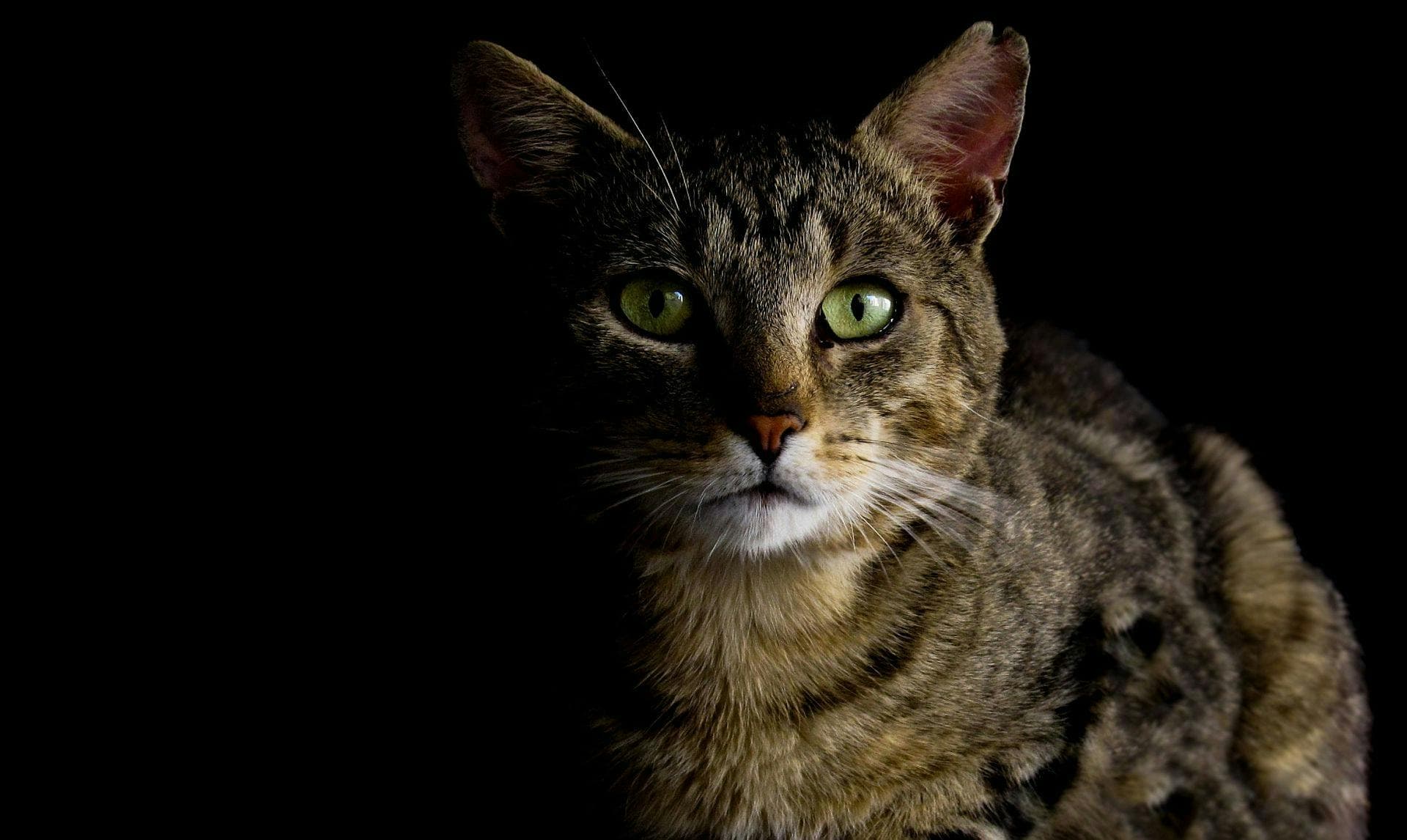 Ton chat te réveille à 4h du matin ?