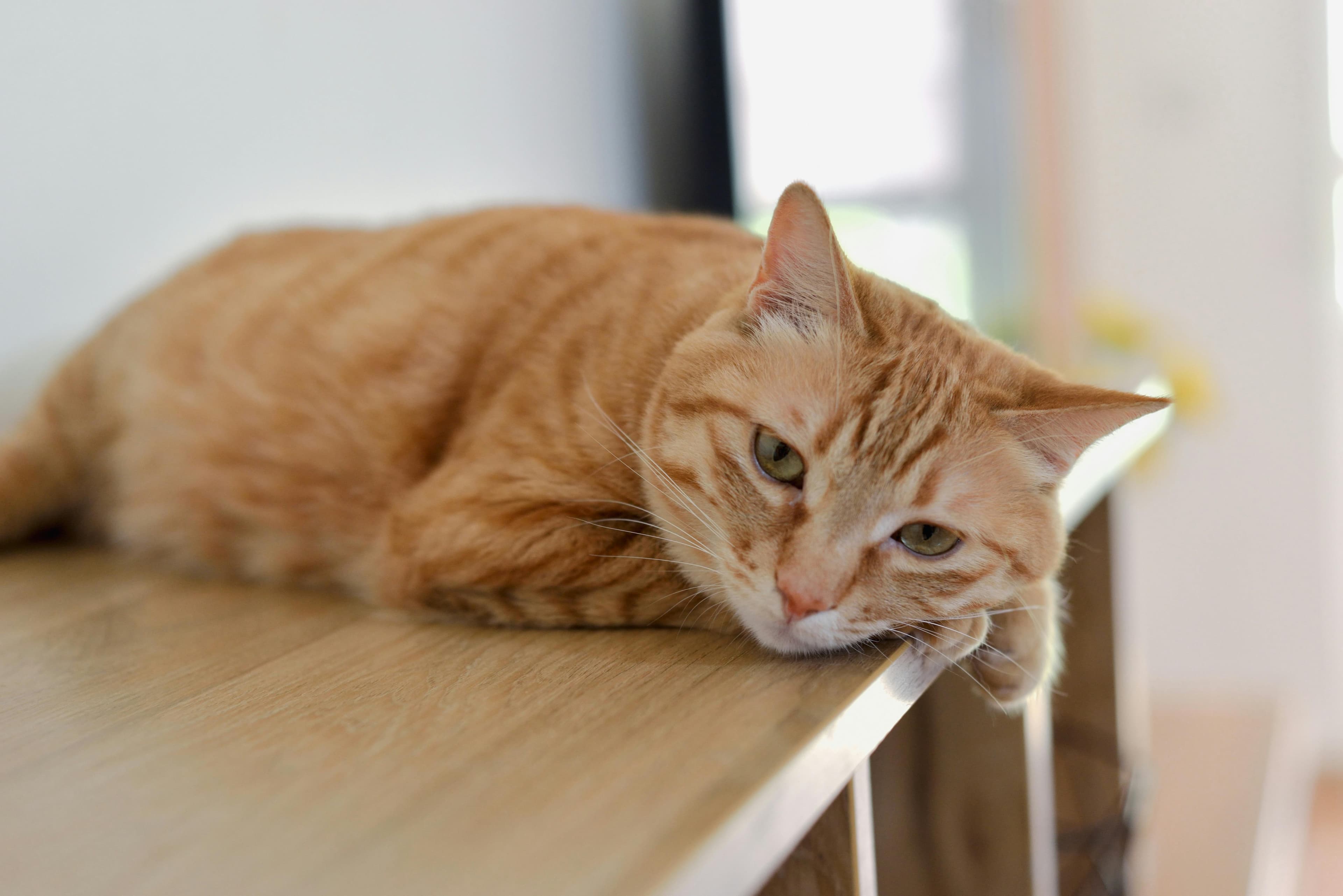Tu culpabilises de laisser ton chat seul ?
