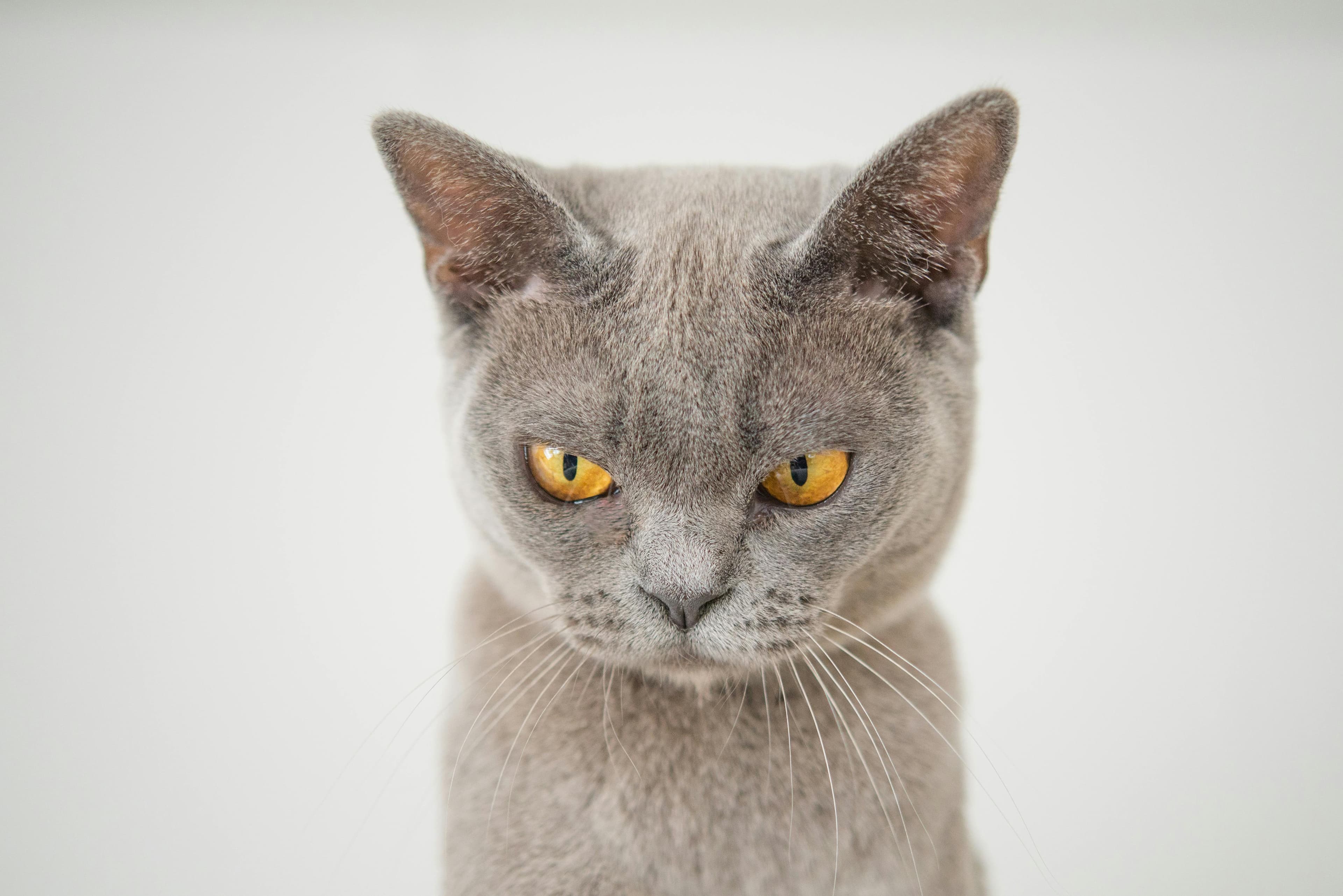 Tu penses que ton chat se venge ?