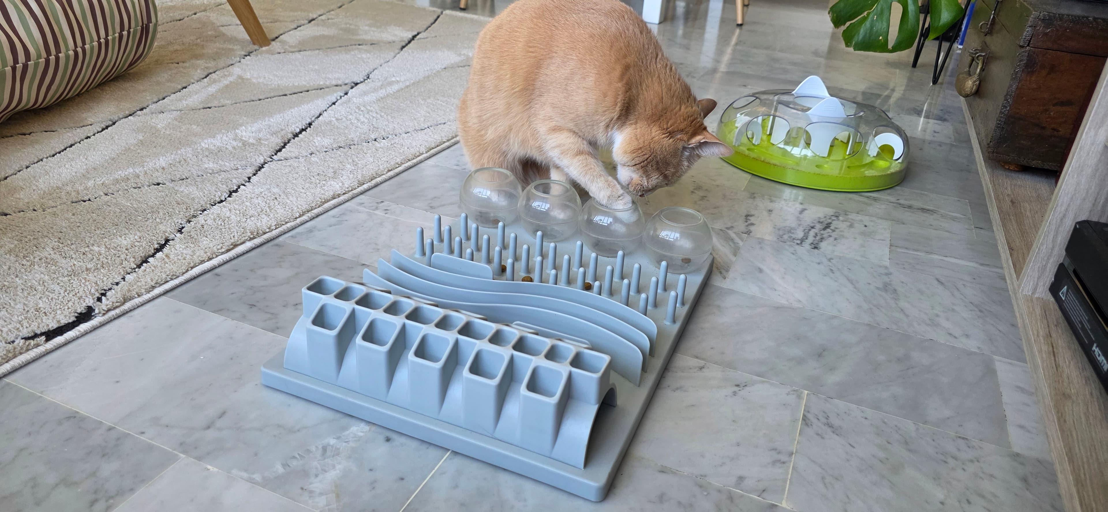 Ton chat mange trop vite ? Découvre les bienfaits de la gamelle ludique