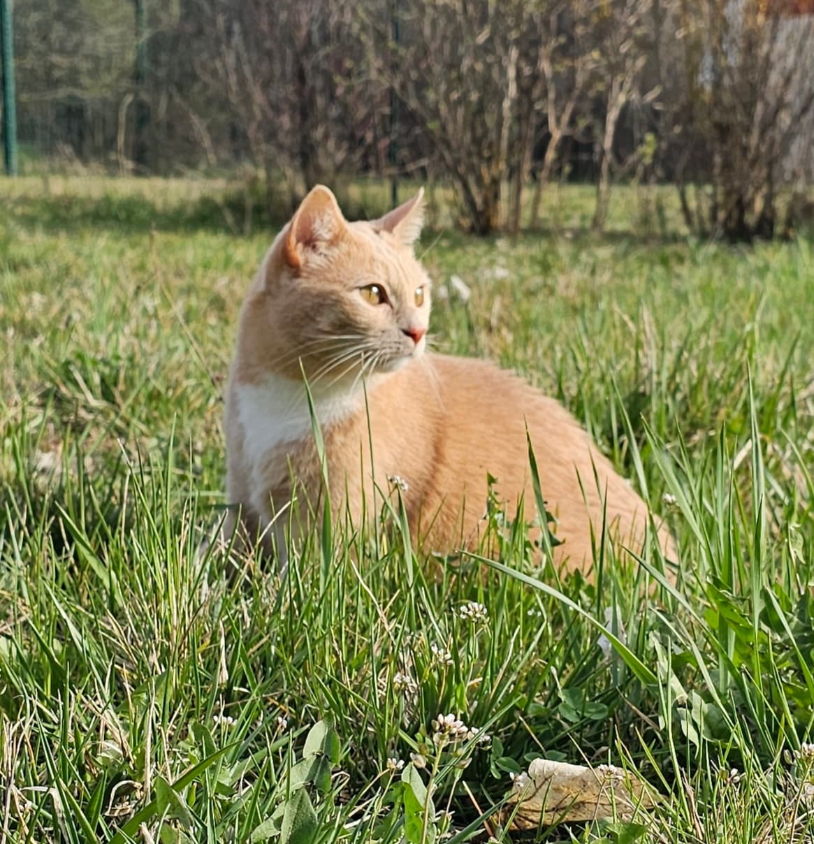 Cacahuète dans l'herbe