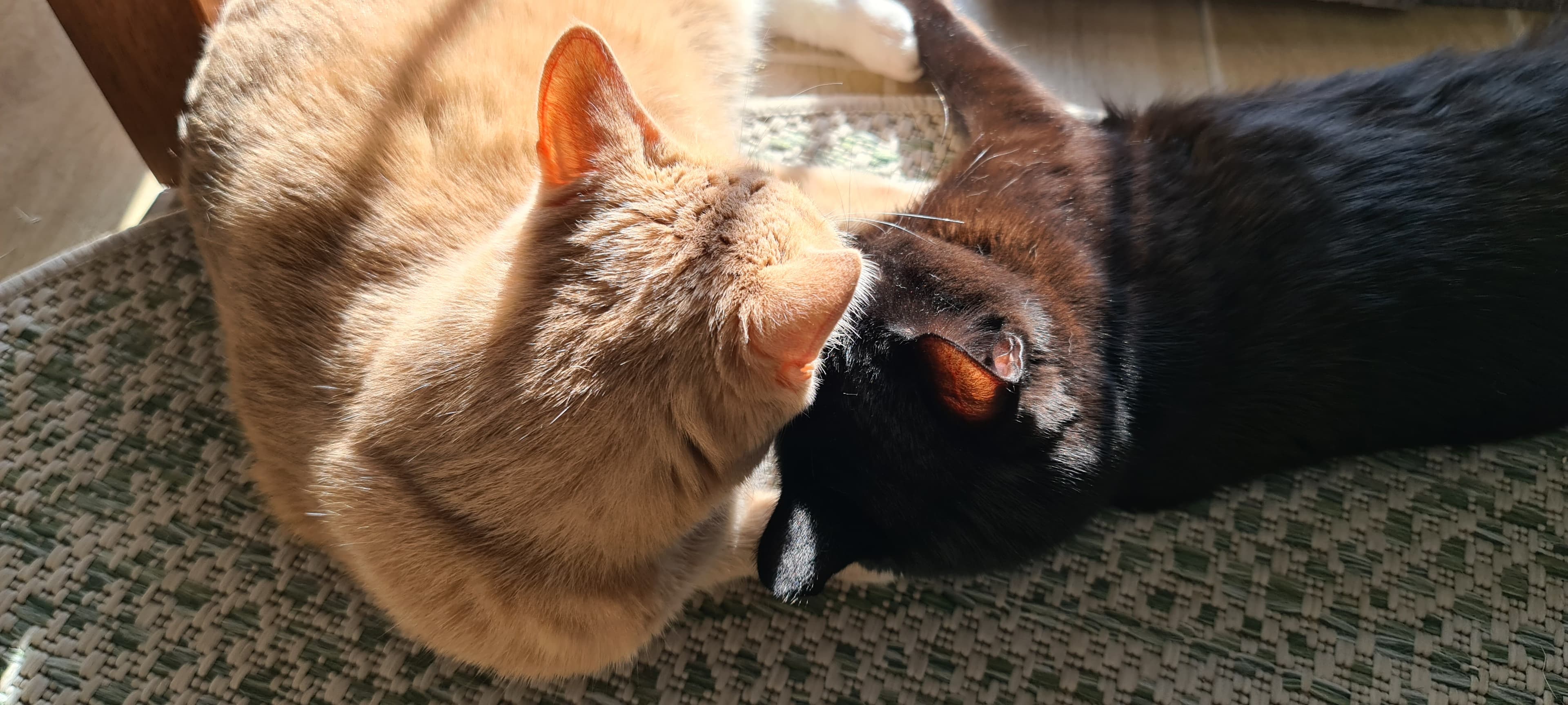 Chat calme et serein