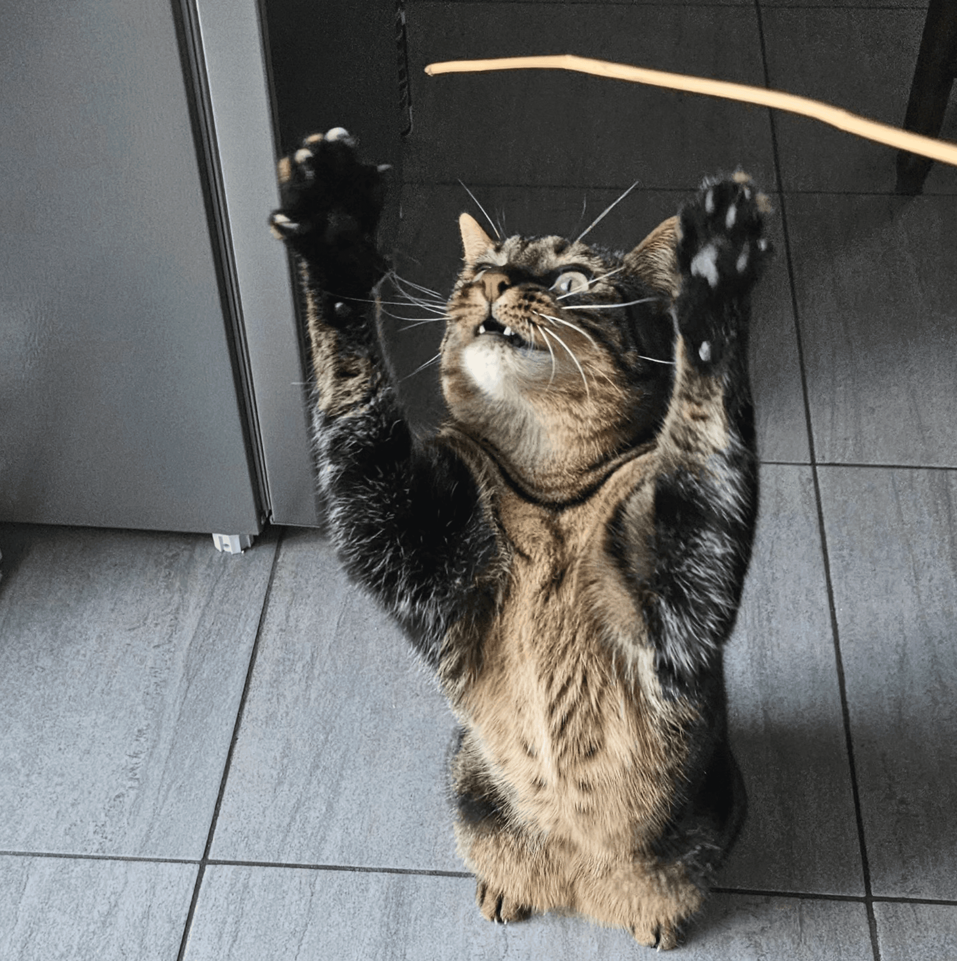 Tu culpabilises de laisser ton chat seul ?