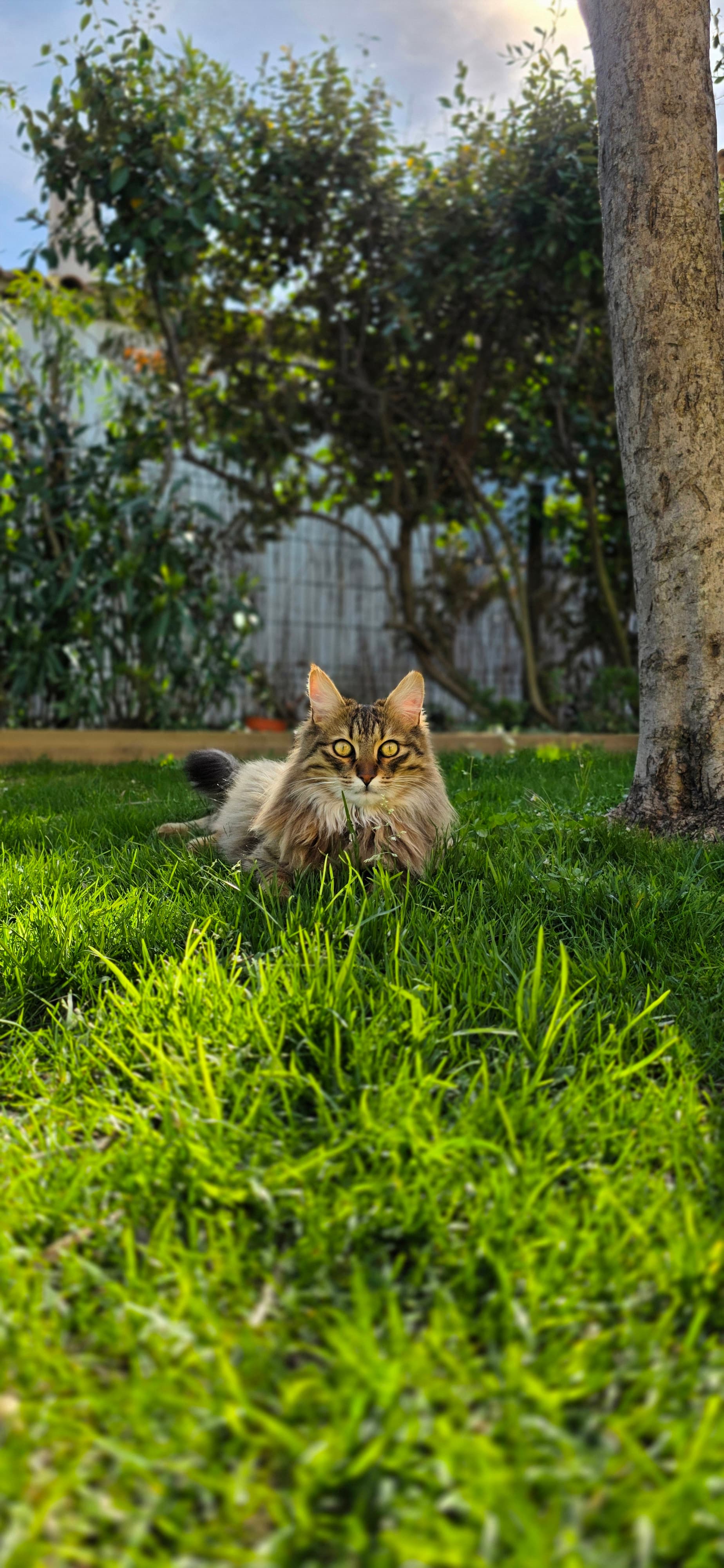 Chat paisiblement endormi