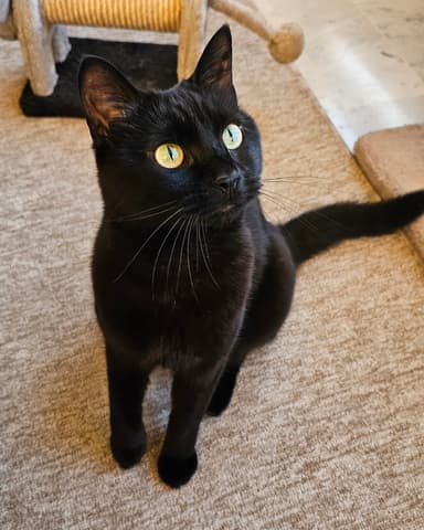 Smarties, chatte noire aux yeux dorés