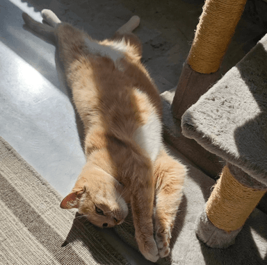 Cacahuète, chat roux au soleil